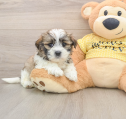 6 week old Teddy Bear Puppy For Sale - Seaside Pups