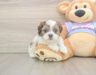 5 week old Teddy Bear Puppy For Sale - Seaside Pups