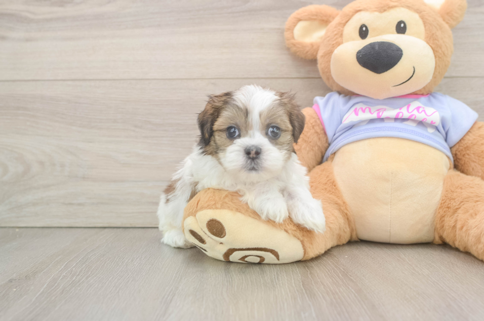 6 week old Teddy Bear Puppy For Sale - Seaside Pups
