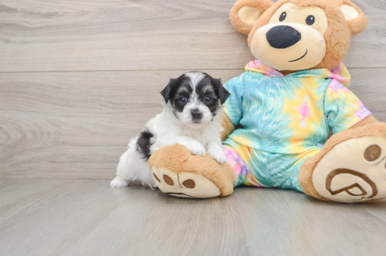 Teddy Bear Pup Being Cute