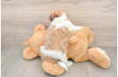 Hypoallergenic Shitzu Designer Puppy