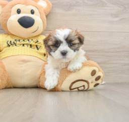 6 week old Teddy Bear Puppy For Sale - Seaside Pups