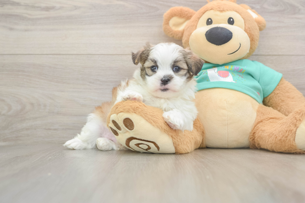 Small Teddy Bear Baby