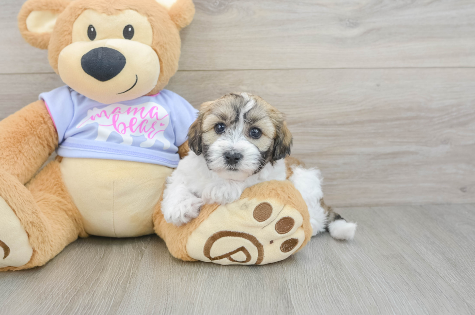 6 week old Teddy Bear Puppy For Sale - Seaside Pups