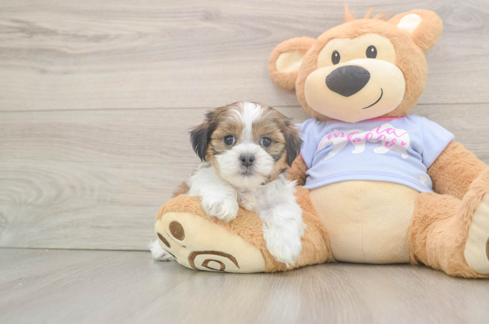 6 week old Teddy Bear Puppy For Sale - Seaside Pups