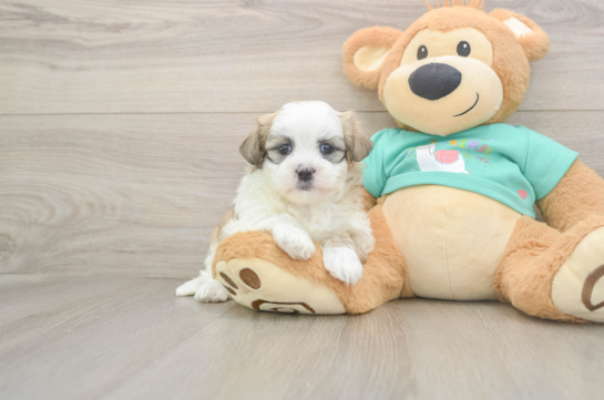 Energetic Shi Chon Designer Puppy