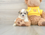 8 week old Teddy Bear Puppy For Sale - Seaside Pups