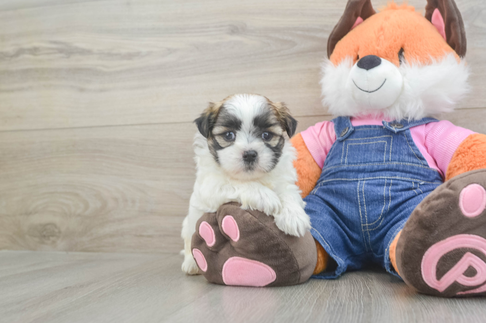 Best Teddy Bear Baby