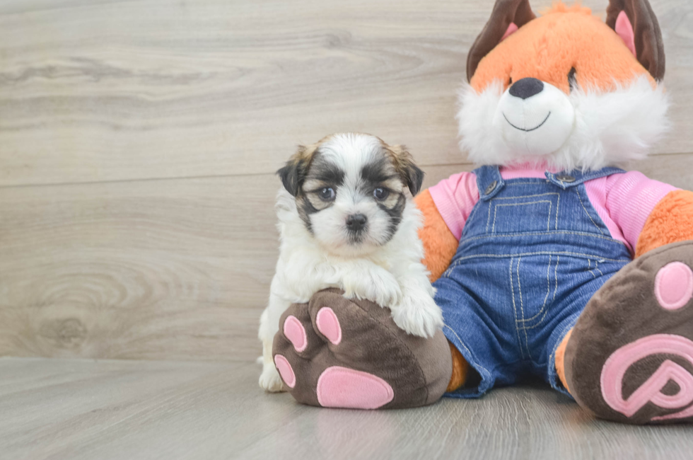 5 week old Teddy Bear Puppy For Sale - Seaside Pups