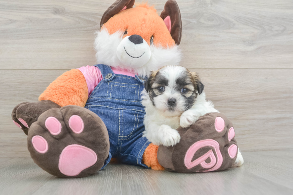 Cute Teddy Bear Baby