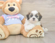 6 week old Teddy Bear Puppy For Sale - Seaside Pups