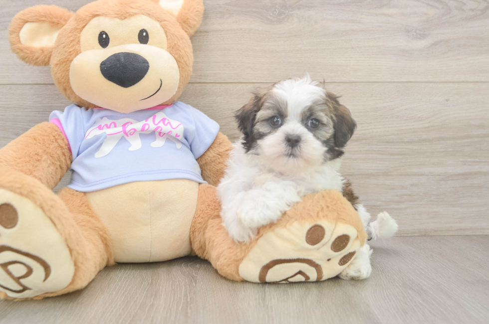 6 week old Teddy Bear Puppy For Sale - Seaside Pups