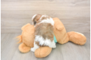 Teddy Bear Puppy for Adoption
