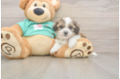 Sweet Teddy Bear Baby