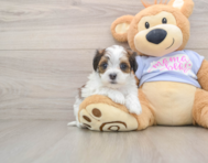 5 week old Teddy Bear Puppy For Sale - Seaside Pups