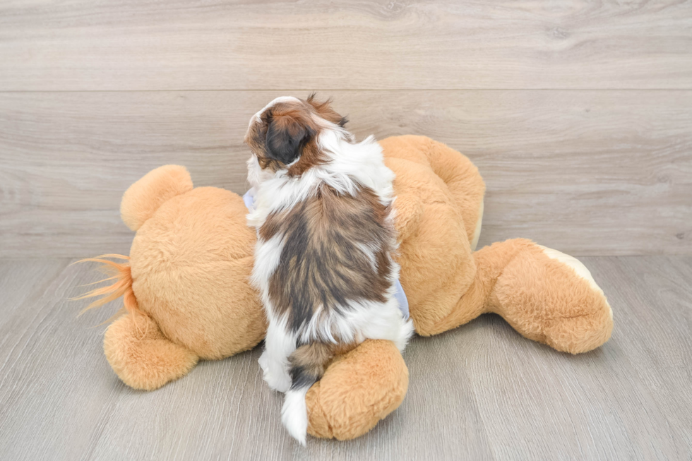 Hypoallergenic Shit Designer Puppy