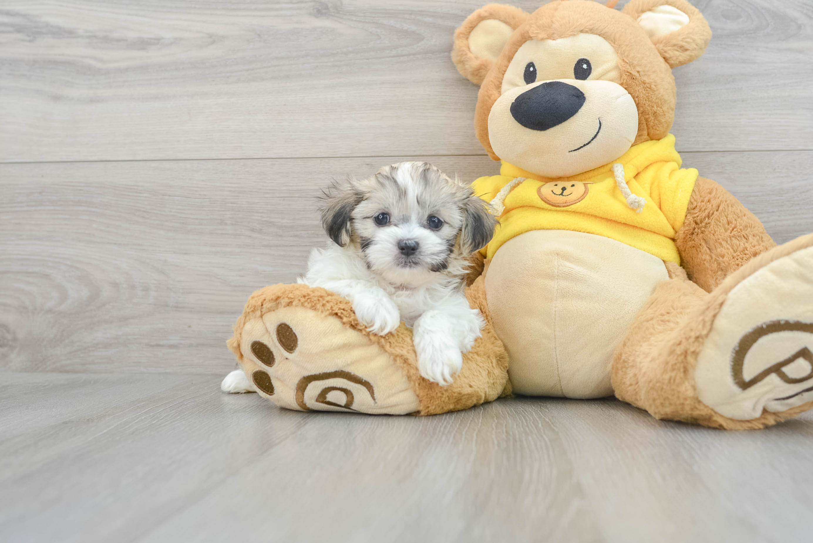 Toy teddy bear hot sale puppies for sale