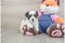 Best Teddy Bear Baby
