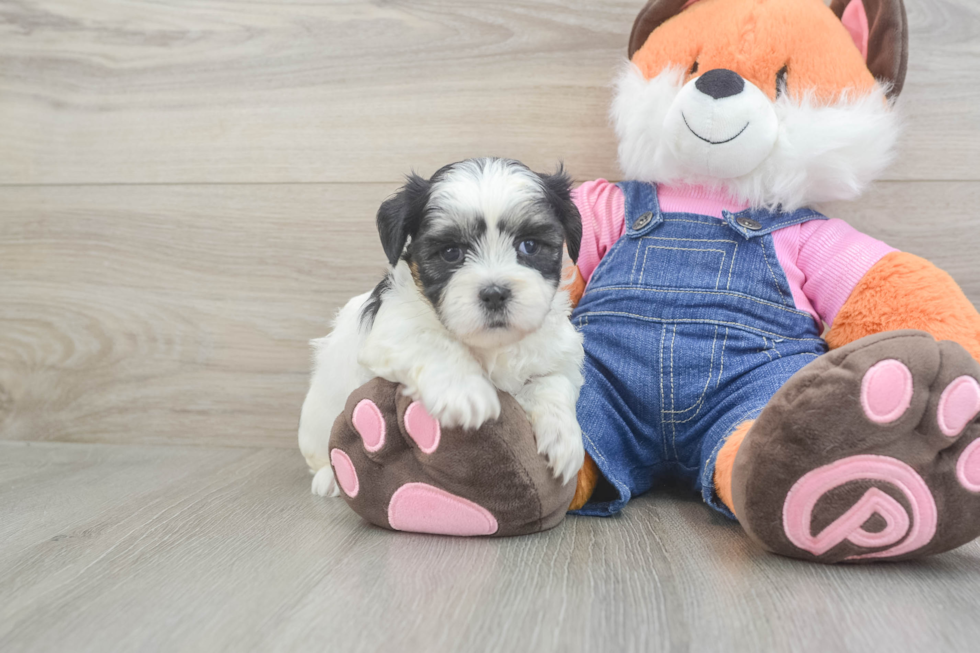 Best Teddy Bear Baby