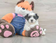 7 week old Teddy Bear Puppy For Sale - Seaside Pups
