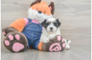 Teddy Bear Pup Being Cute