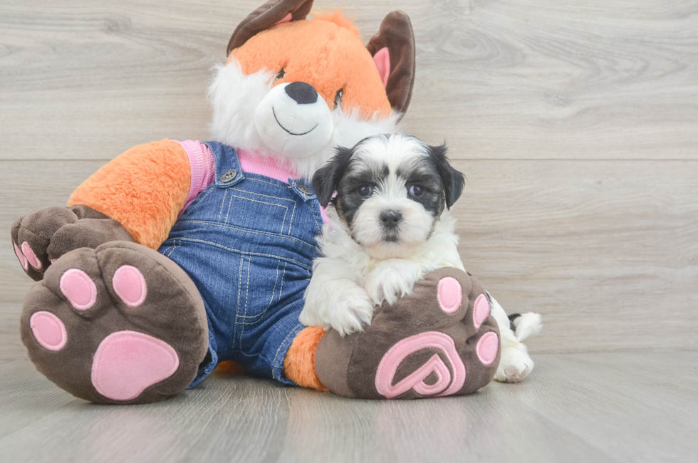 5 week old Teddy Bear Puppy For Sale - Seaside Pups
