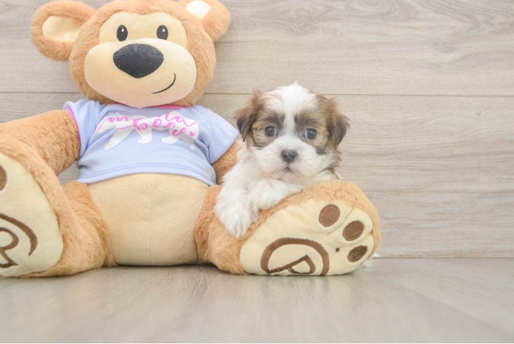Petite Teddy Bear Designer Pup