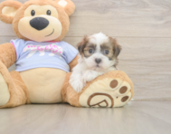 7 week old Teddy Bear Puppy For Sale - Seaside Pups