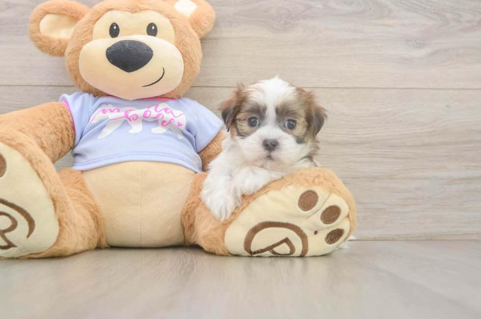 6 week old Teddy Bear Puppy For Sale - Seaside Pups