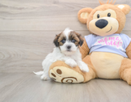 5 week old Teddy Bear Puppy For Sale - Seaside Pups