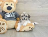 7 week old Teddy Bear Puppy For Sale - Seaside Pups
