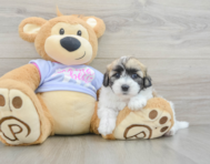 8 week old Teddy Bear Puppy For Sale - Seaside Pups