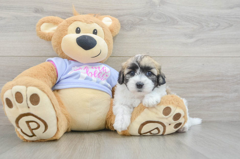 6 week old Teddy Bear Puppy For Sale - Seaside Pups