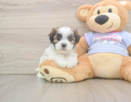 8 week old Teddy Bear Puppy For Sale - Seaside Pups
