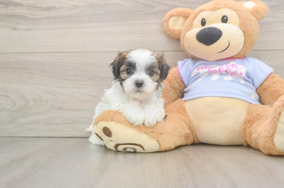 6 week old Teddy Bear Puppy For Sale - Seaside Pups