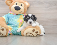 6 week old Teddy Bear Puppy For Sale - Seaside Pups