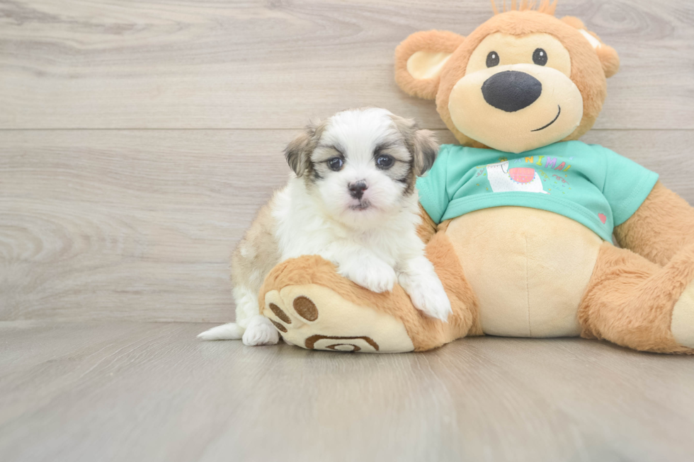 Teddy Bear Puppy for Adoption