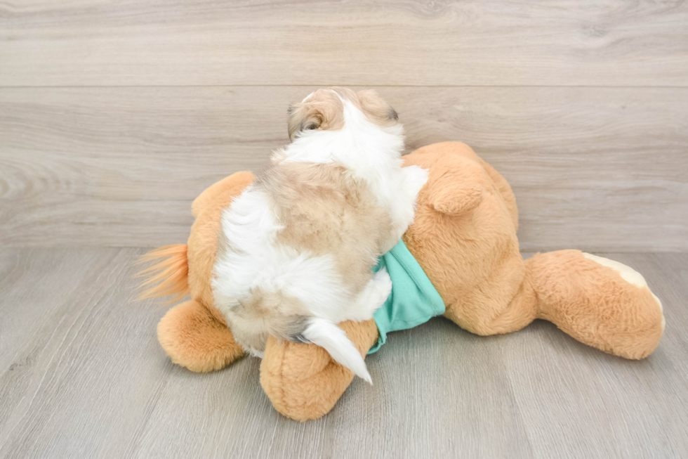 Petite Teddy Bear Designer Pup
