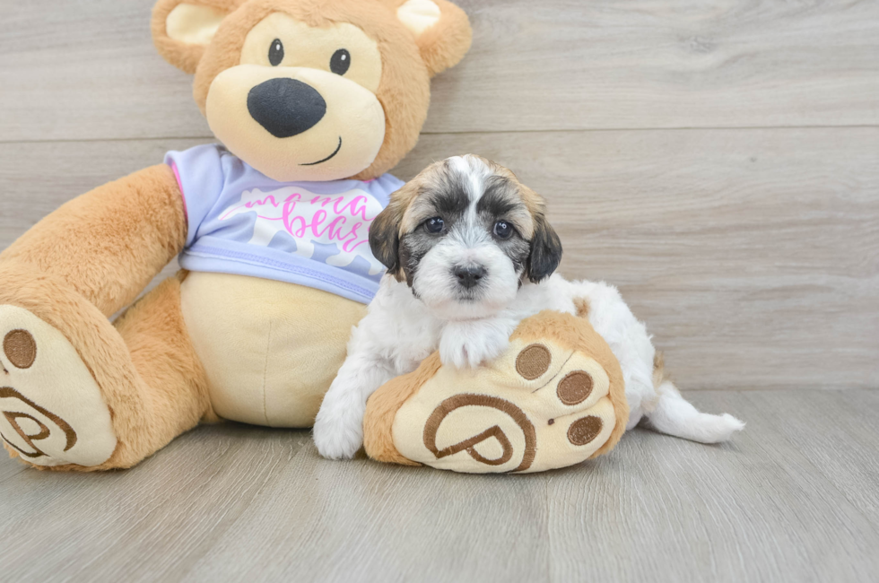 6 week old Teddy Bear Puppy For Sale - Seaside Pups