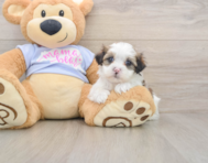 6 week old Teddy Bear Puppy For Sale - Seaside Pups