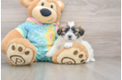 Teddy Bear Puppy for Adoption