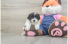 Teddy Bear Pup Being Cute