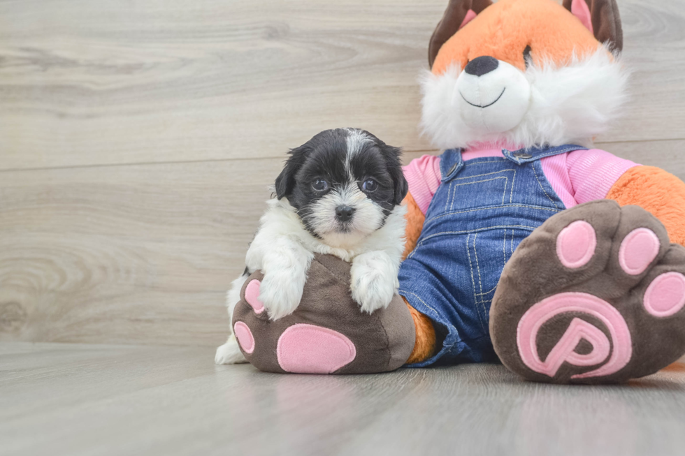 Teddy Bear Pup Being Cute