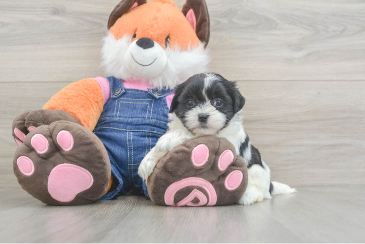 Teddy Bear Pup Being Cute