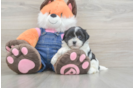 Teddy Bear Pup Being Cute