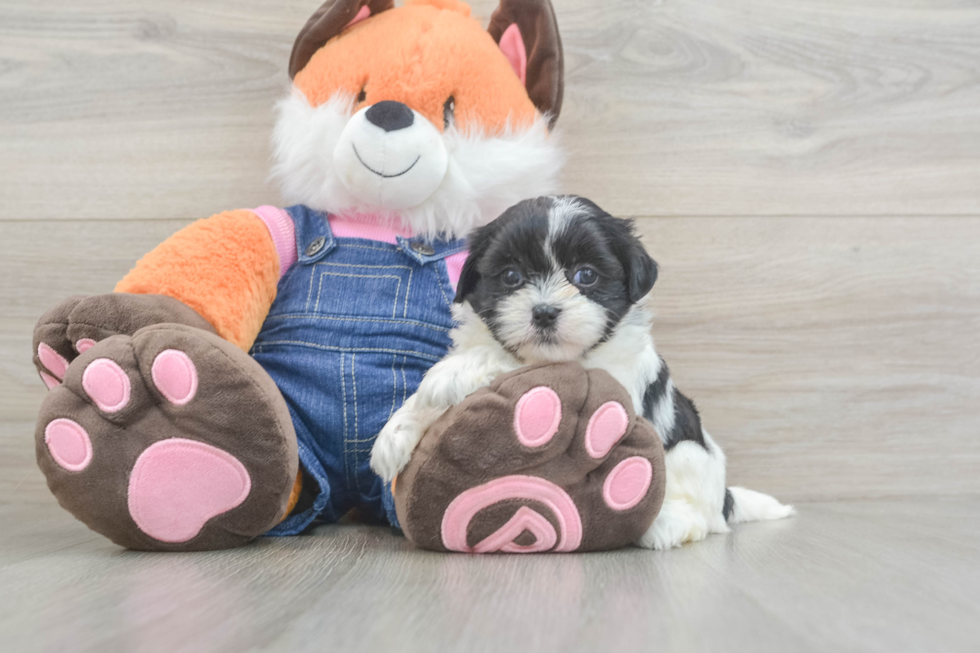 Teddy Bear Pup Being Cute