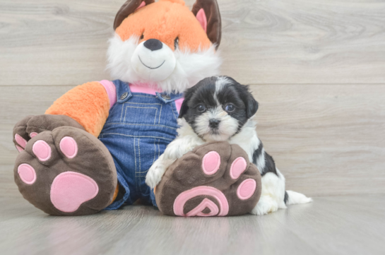 Teddy Bear Pup Being Cute