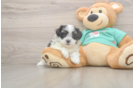 Energetic Shi Chon Designer Puppy