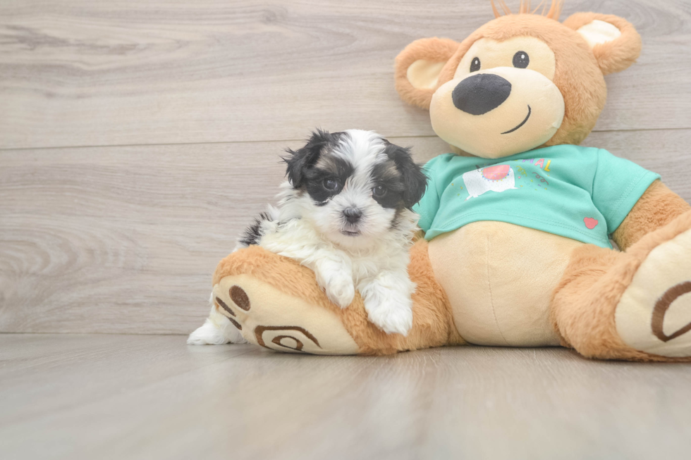 Energetic Shi Chon Designer Puppy