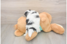 Best Teddy Bear Baby